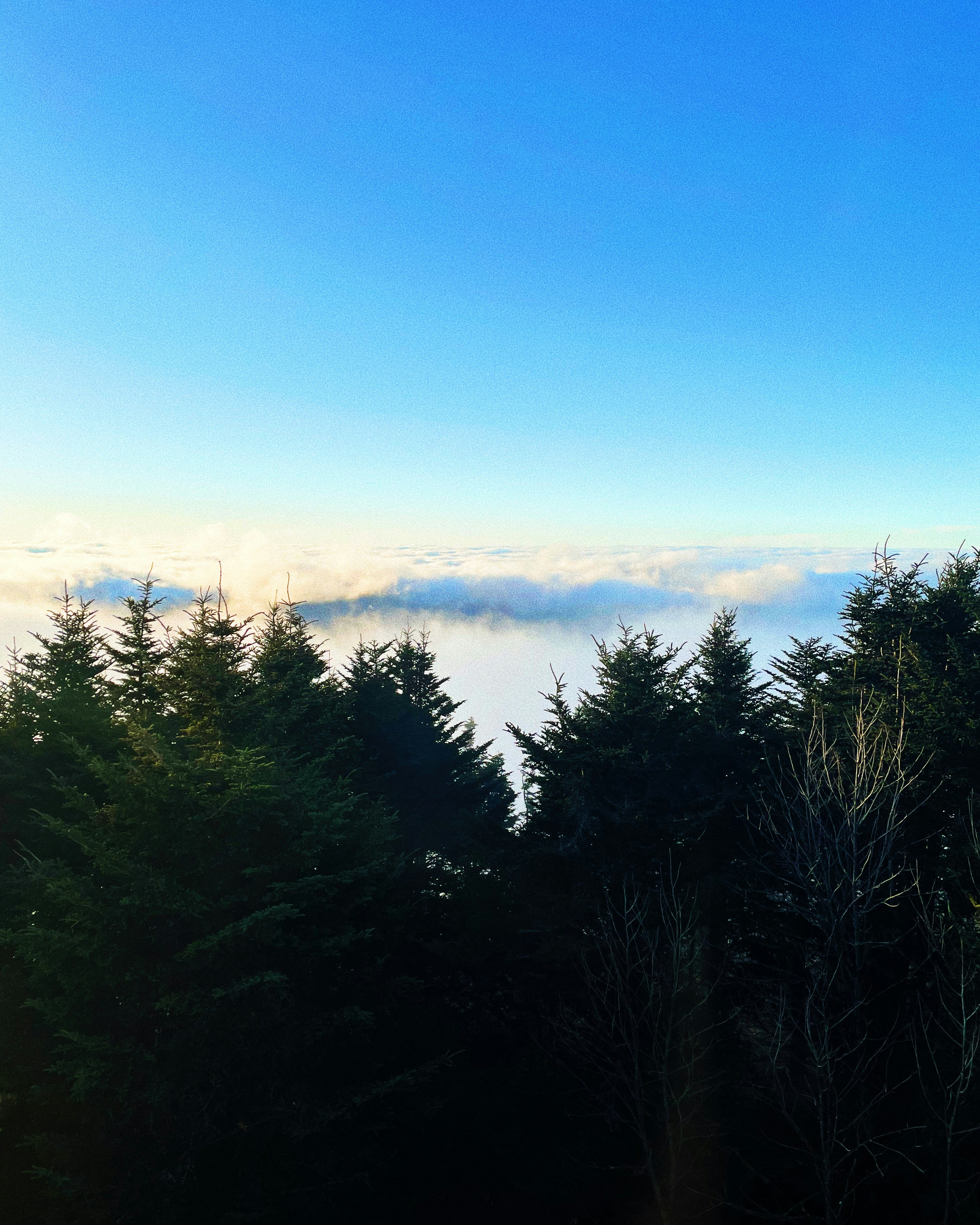 green trees under blue sky during daytime