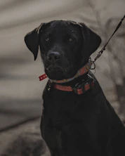 black labrador retriever with red and black collar