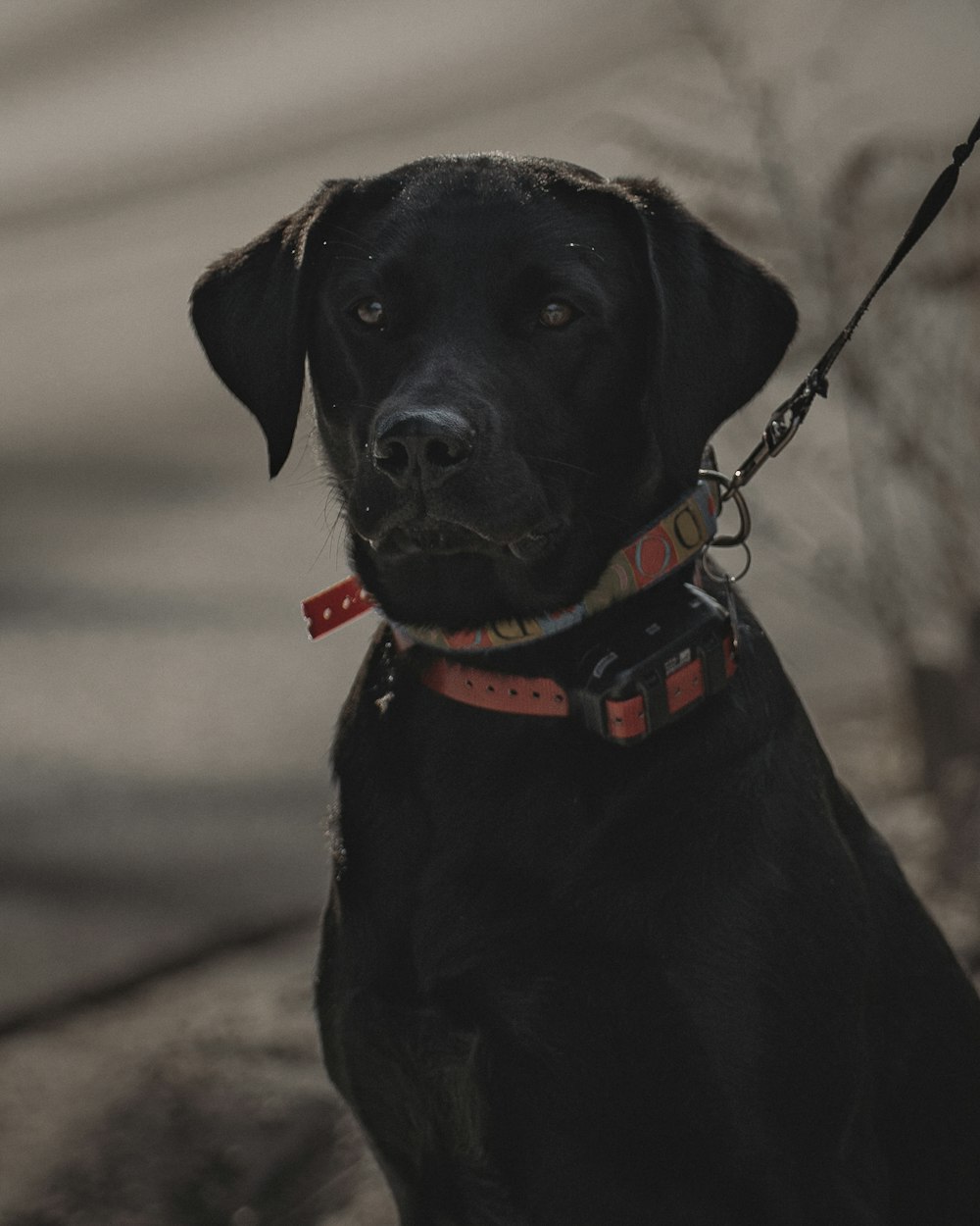 black labrador retriever with red and black collar