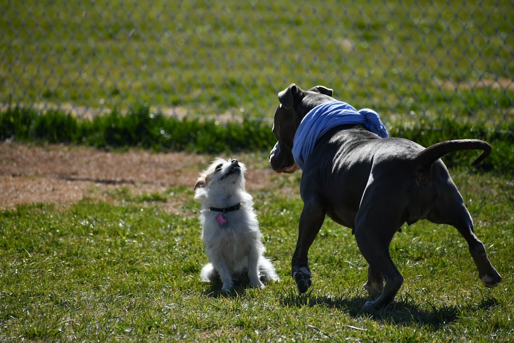 white and black short coated dog with blue and white shirt on green grass field during