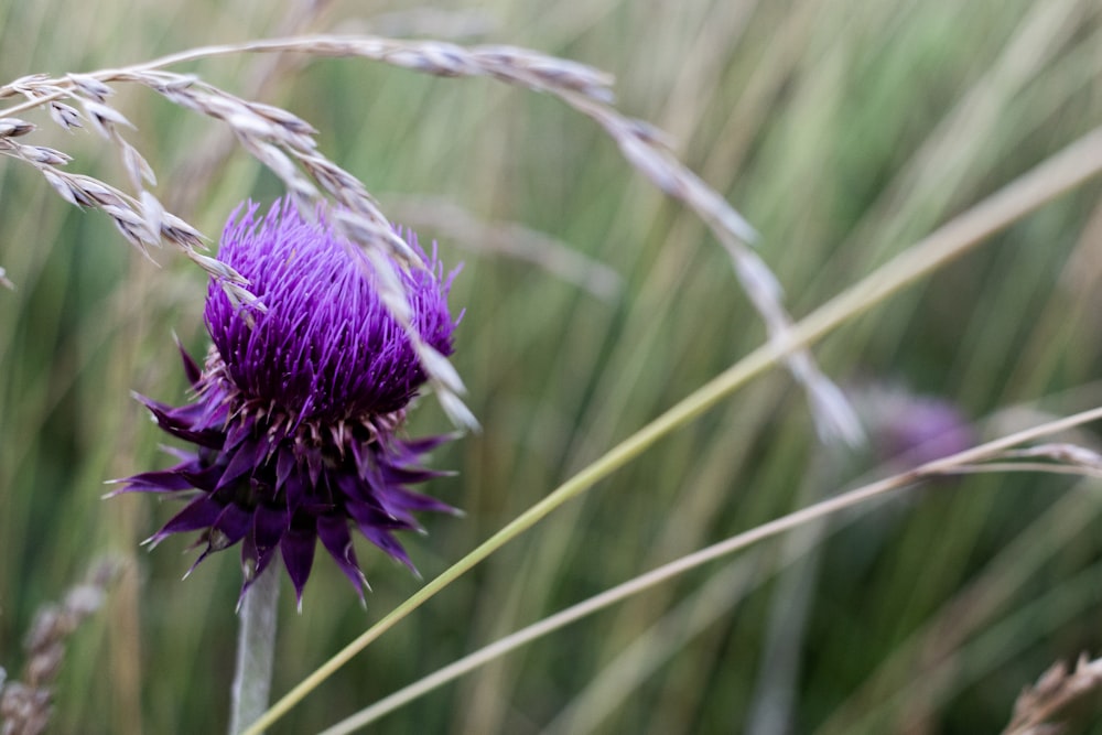 flor púrpura en campo de hierba verde