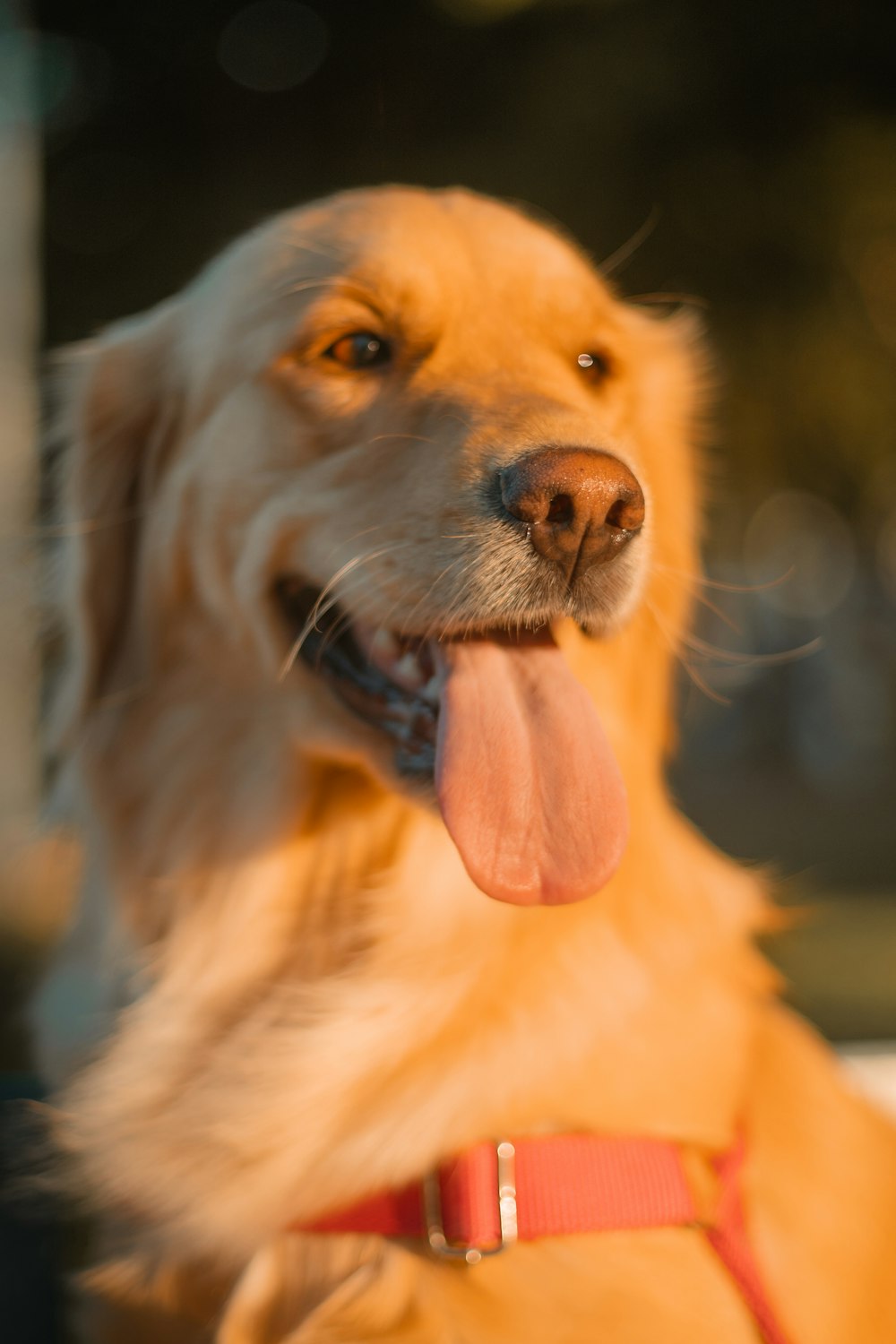 golden retriever puppy with tongue out