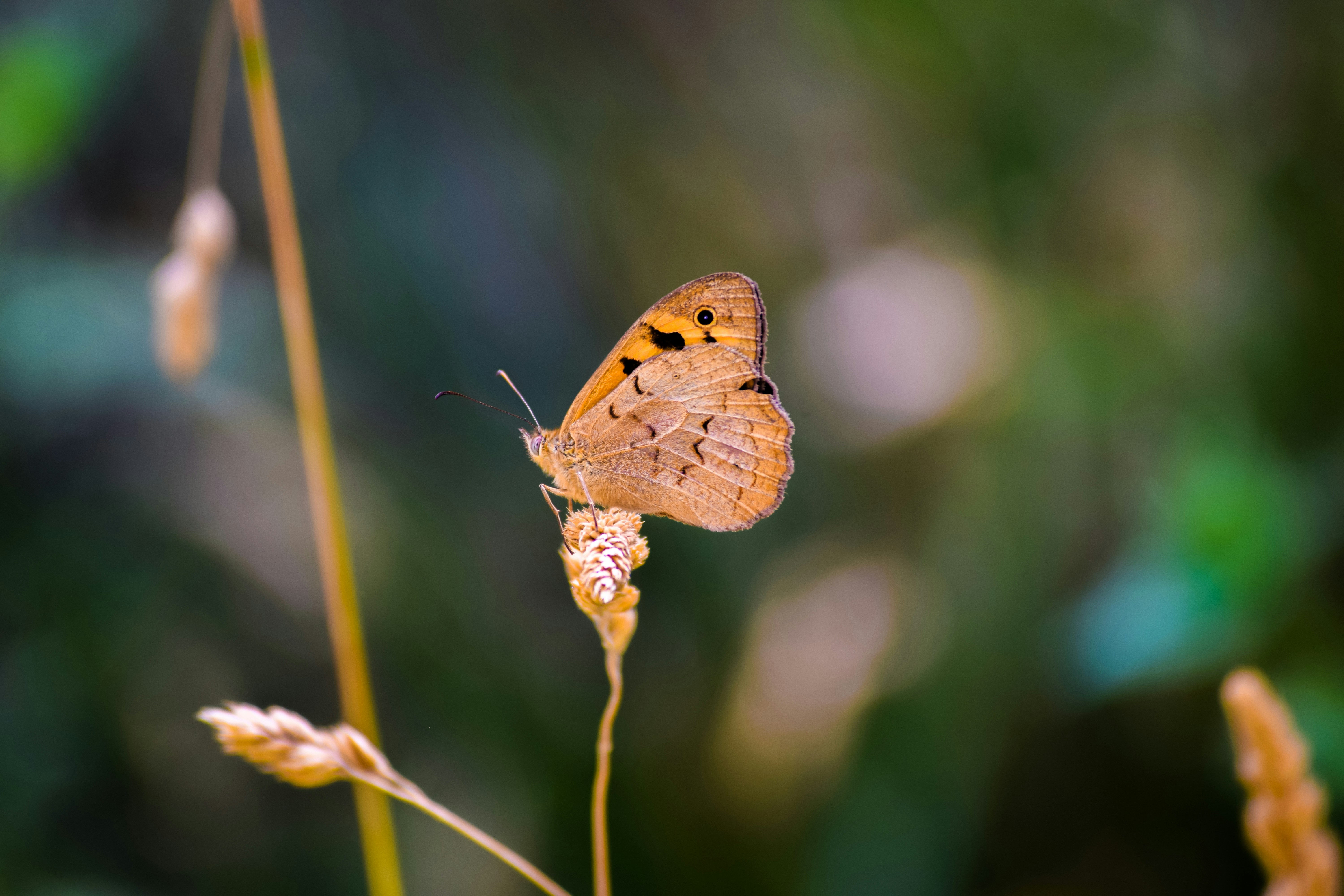 brown and black butterfly on green plant stem in tilt shift lens, 