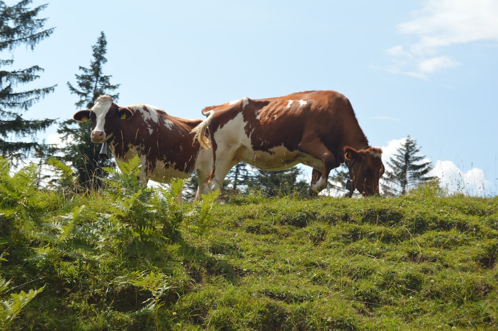 brown and white cow on green grass field under blue sky during daytime