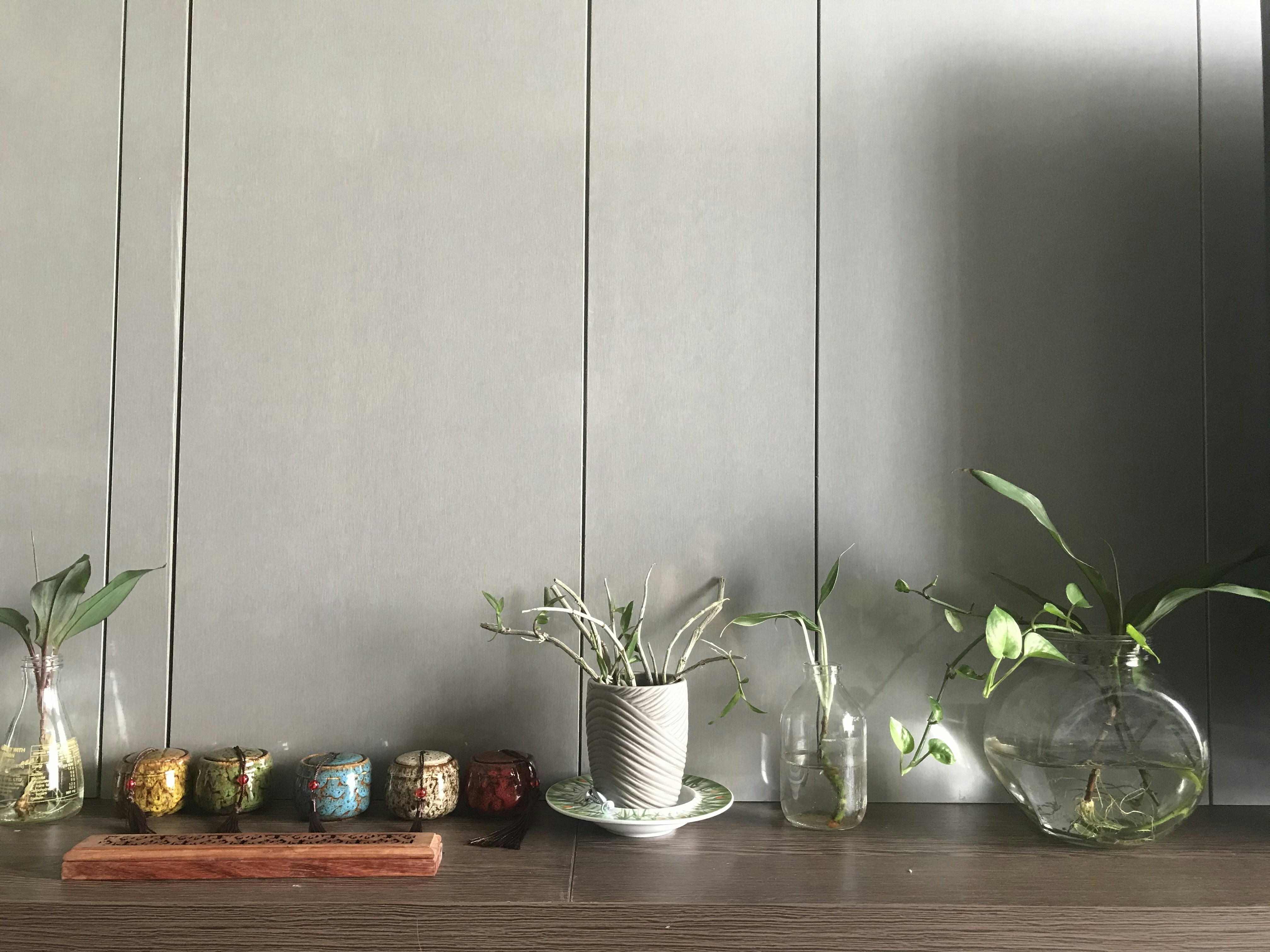 Green plant wellness