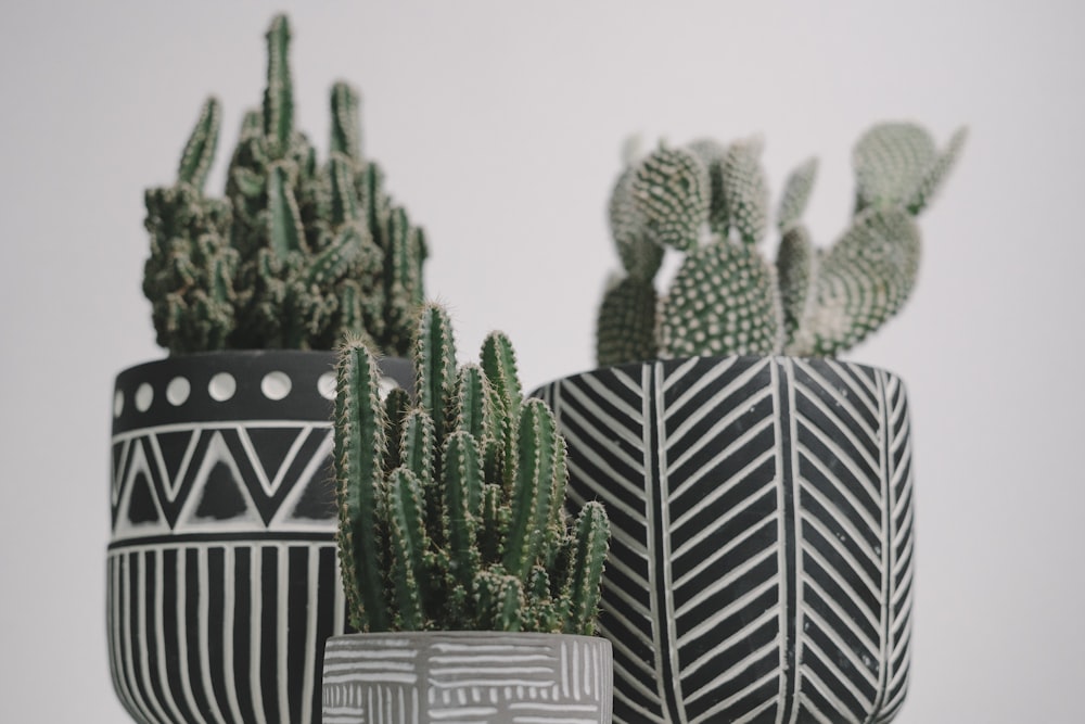 plantas de cacto verde em vaso listrado branco e preto