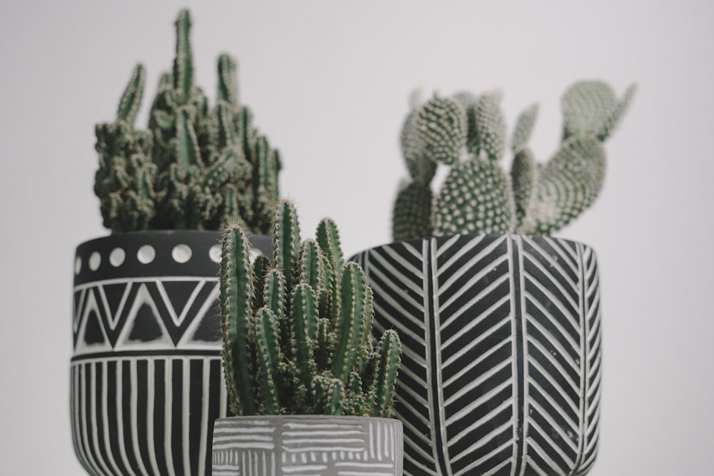 green cactus plants on white and black striped pot