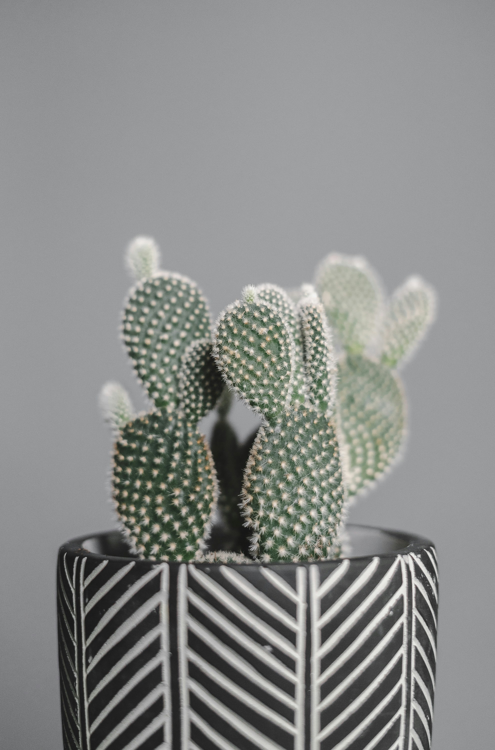green cactus in black and white ceramic pot
