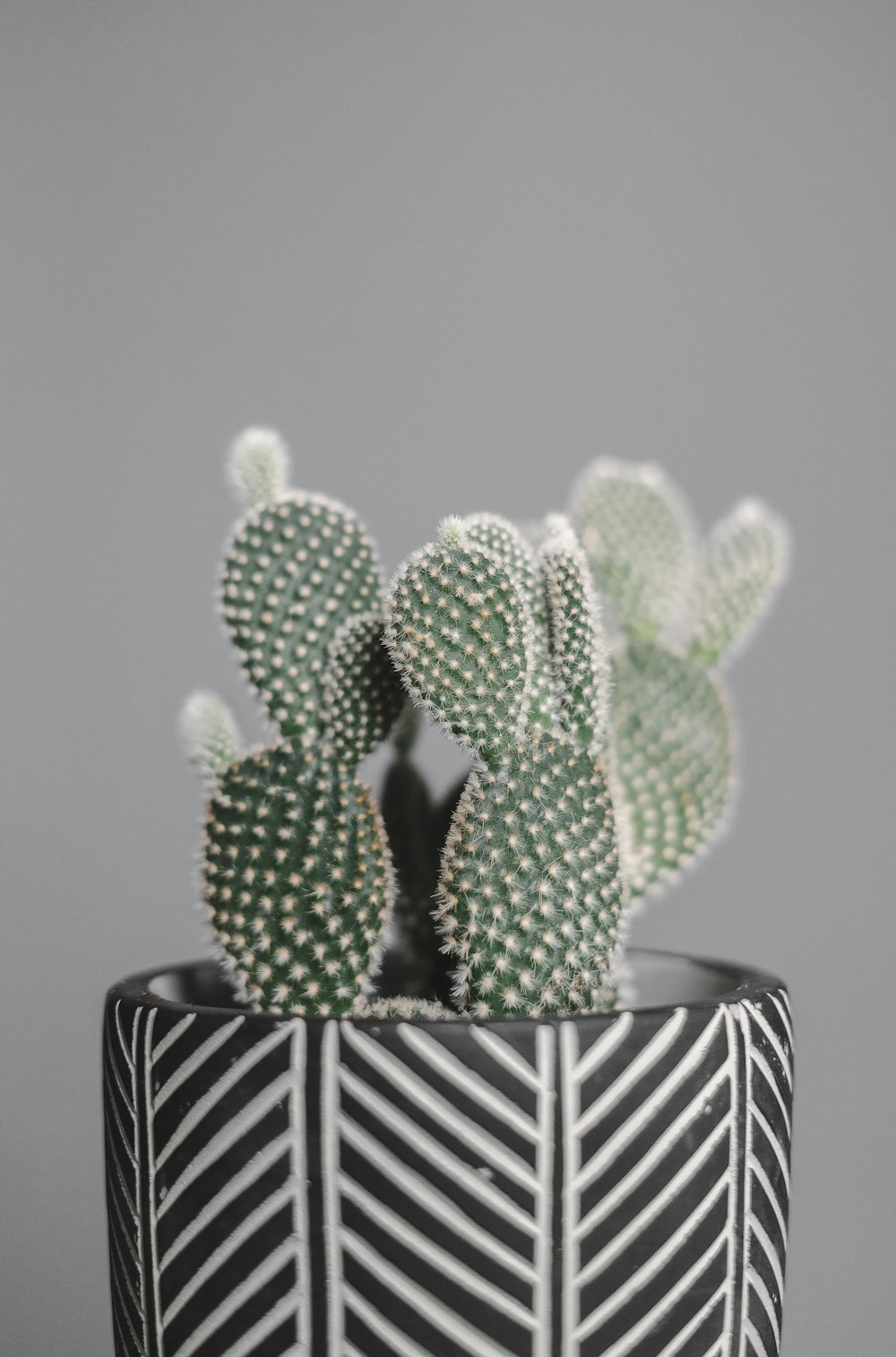 green cactus in black and white ceramic pot