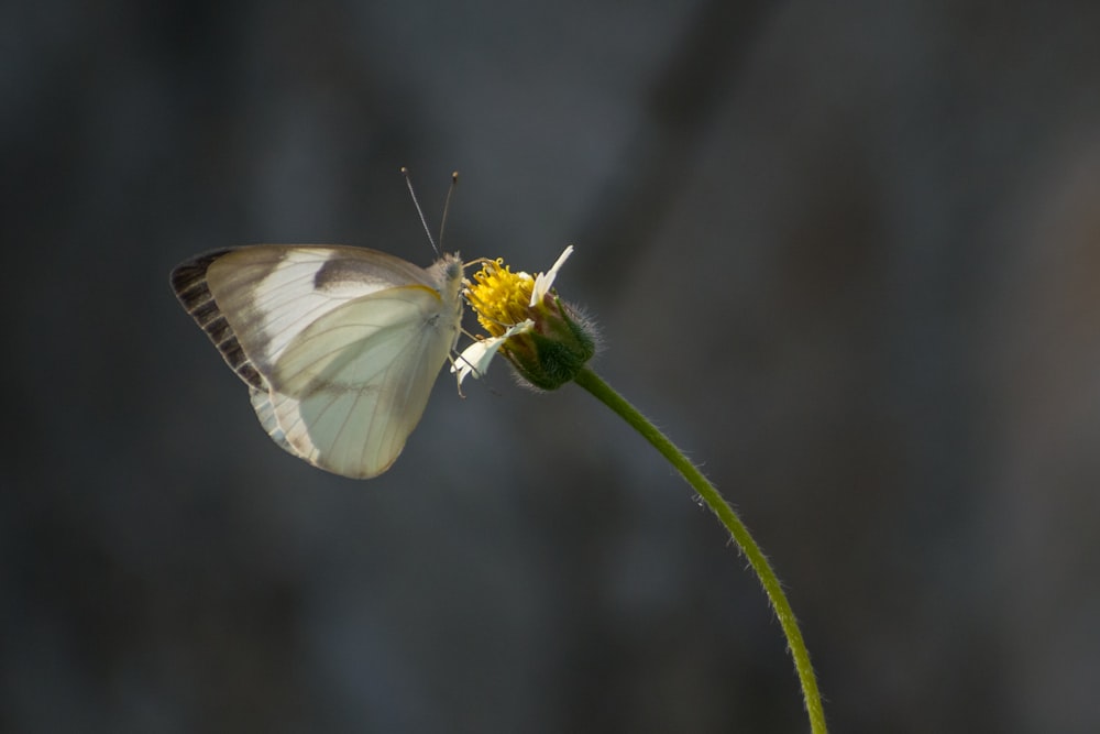 white butterfly perched on green plant