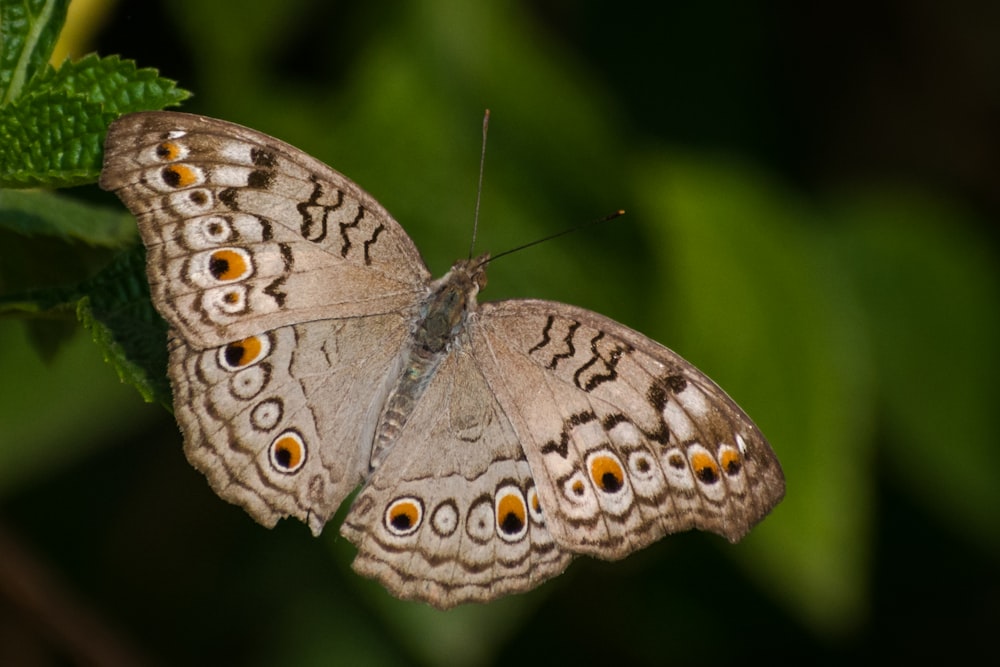 brown and white butterfly perched on green leaf in close up photography during daytime