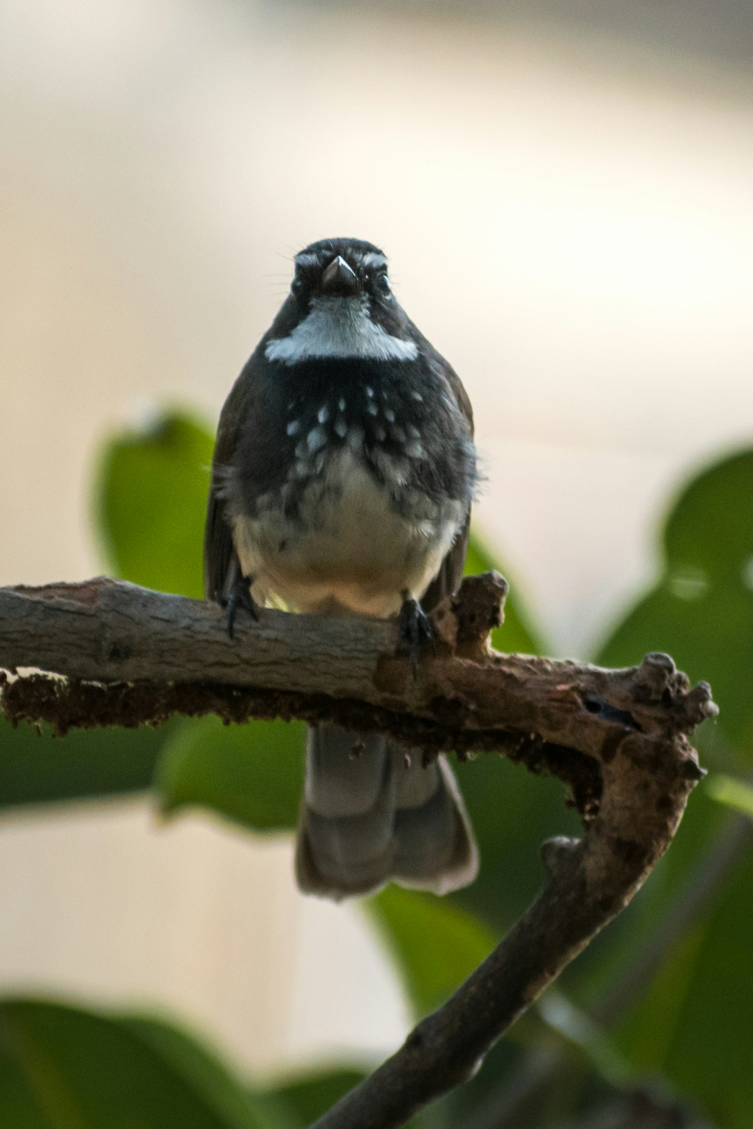 black and white bird on brown tree branch