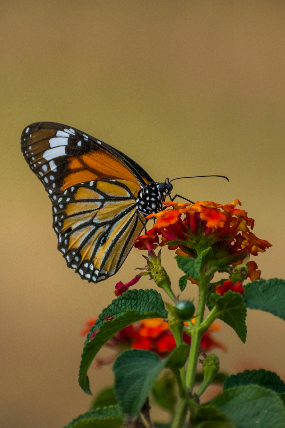 Monarchfalter sitzt tagsüber auf roter Blume in Nahaufnahmen