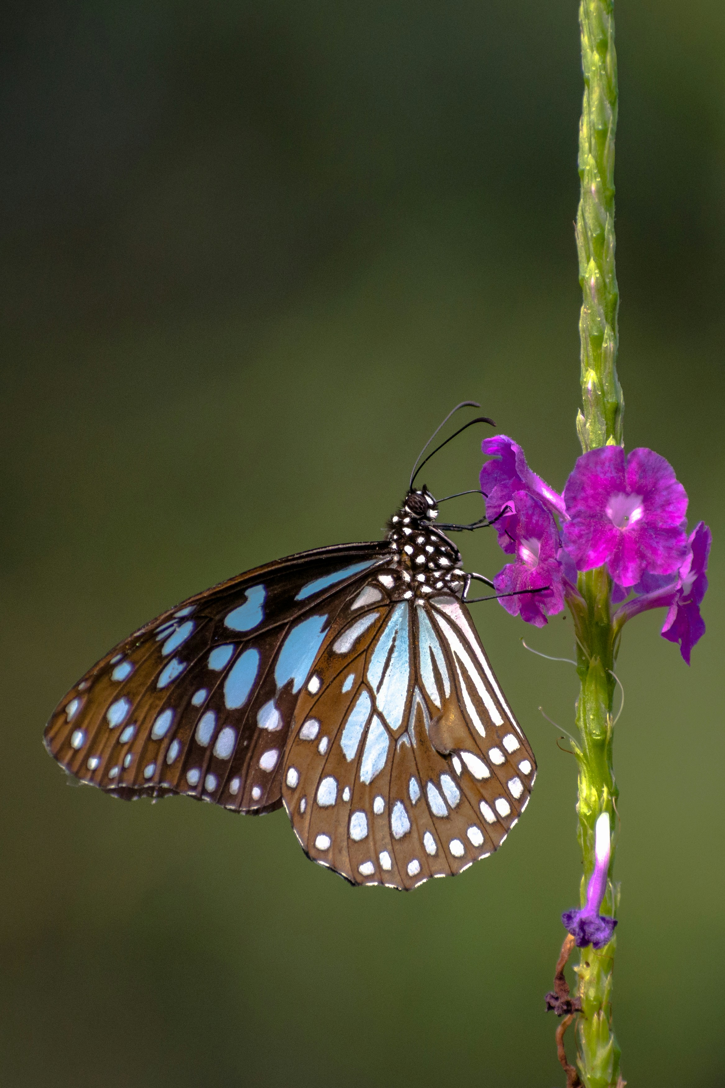 mariposa blanca y negra posada en flor púrpura en fotografía de primer plano durante el día