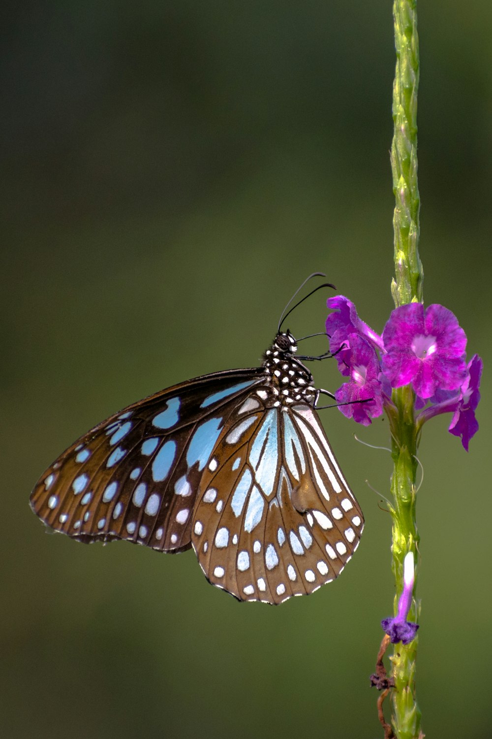 Schwarz-weißer Schmetterling sitzt tagsüber auf lila Blume in Nahaufnahmen