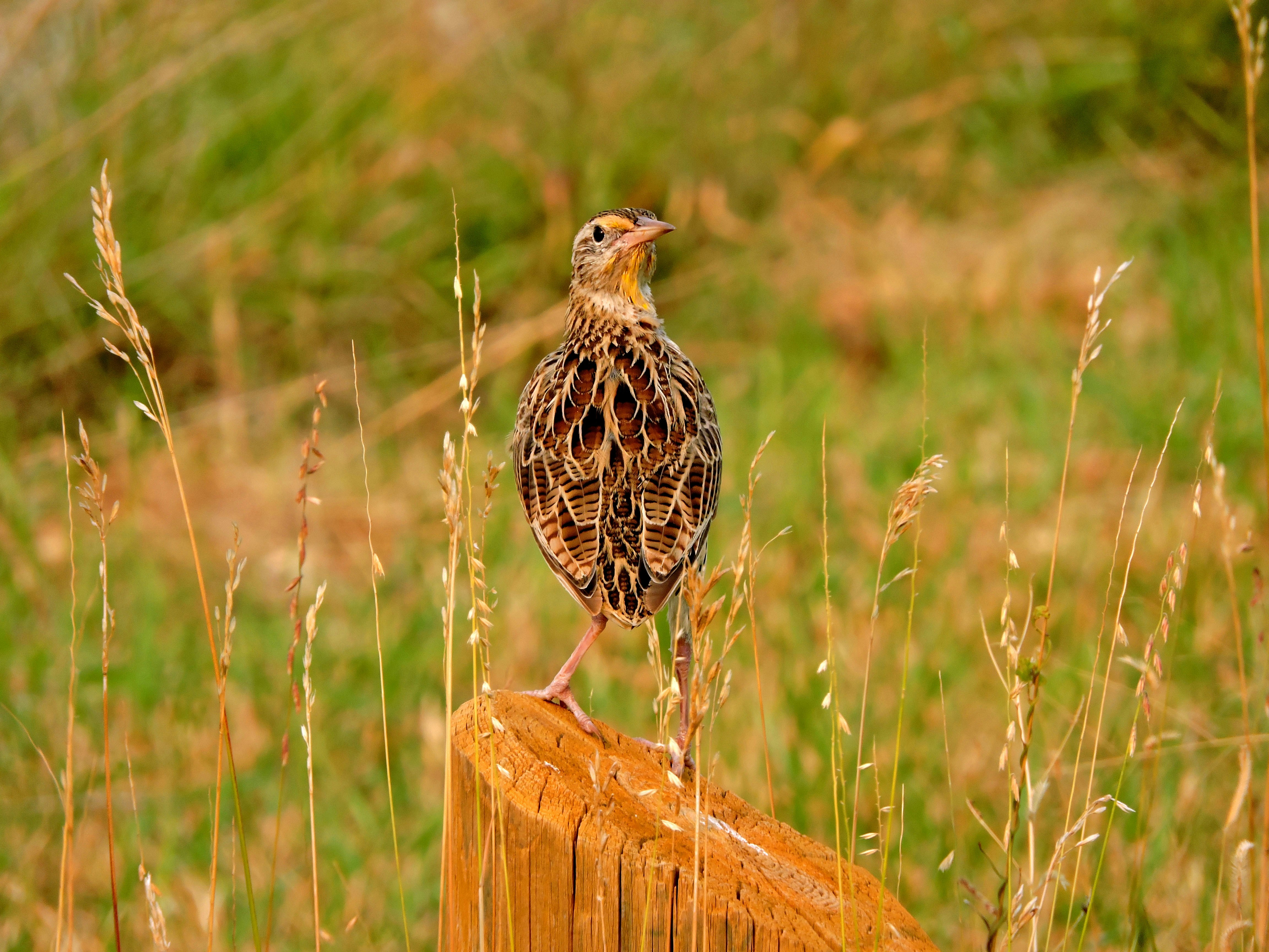 Jumbo Coturnix Quail