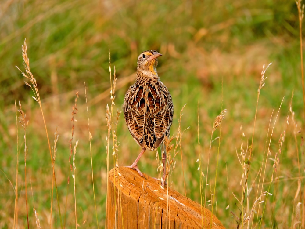 brown and black bird on brown wooden fence during daytime