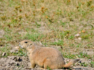 A close-up of a black-tailed prairie dog standing alert at the entrance of its burrow surrounded by tall grass under a clear blue sky.