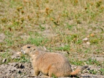A prairie dog stands alert in a natural, grassy environment. The animal has a light brown, furry coat and is surrounded by patches of dry soil and sparse green vegetation.
