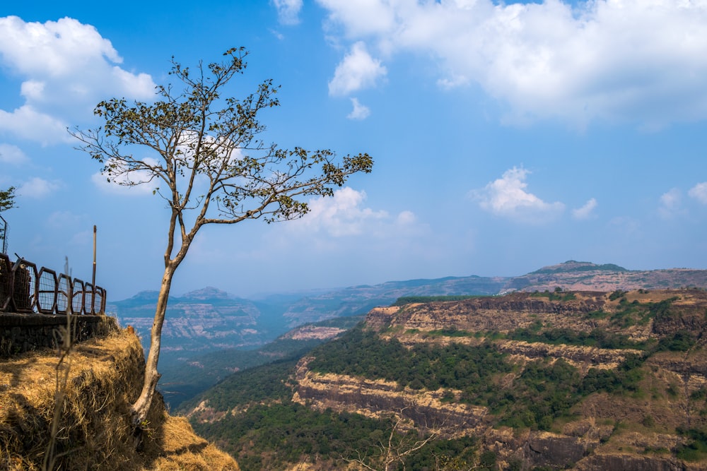 bare tree on hill under blue sky during daytime