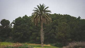 A tall palm tree stands prominently in the foreground, set against a backdrop of dense, green forest. The scene is natural and serene, featuring a variety of rich greens and browns.