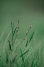green grass in close up photography
