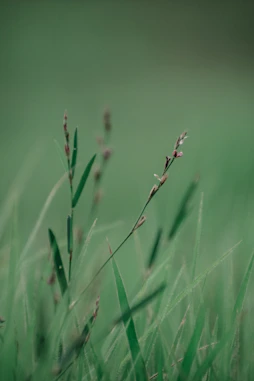 green grass in close up photography