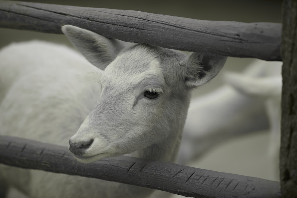 white and black cow head