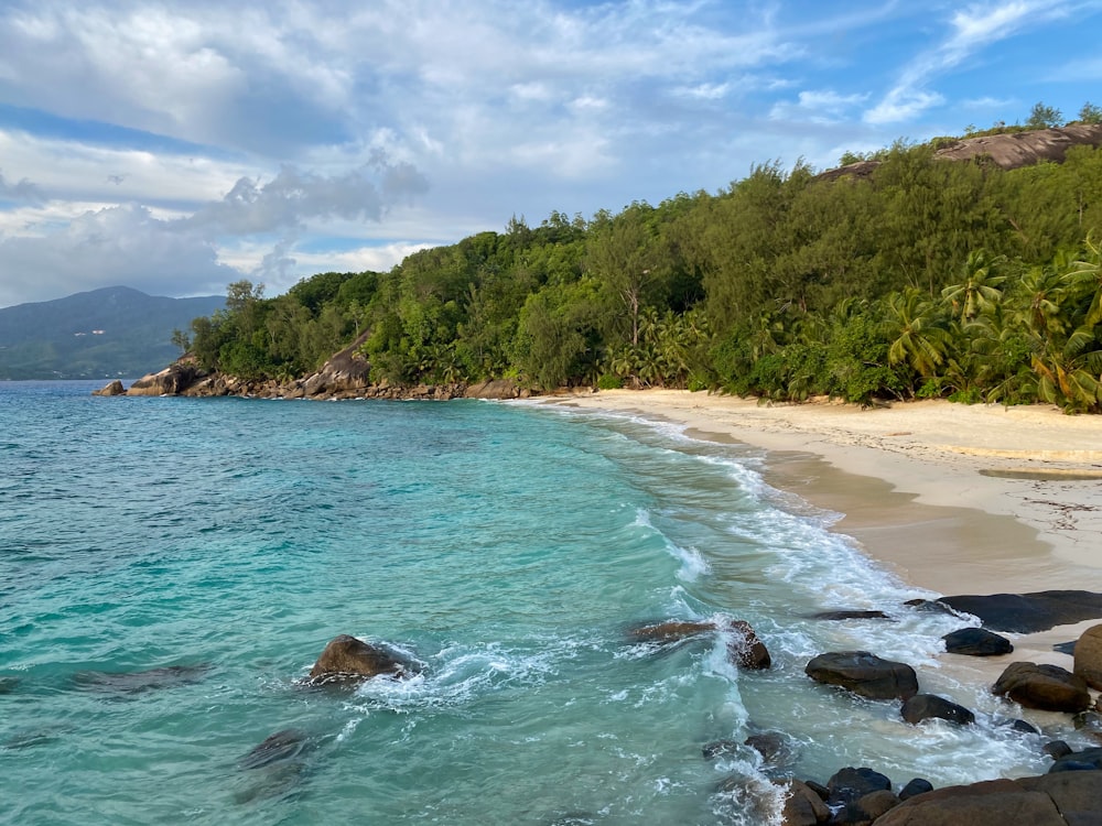 green trees on brown sand beach during daytime