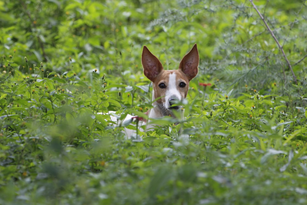 brown and white short coated dog on green grass field during daytime