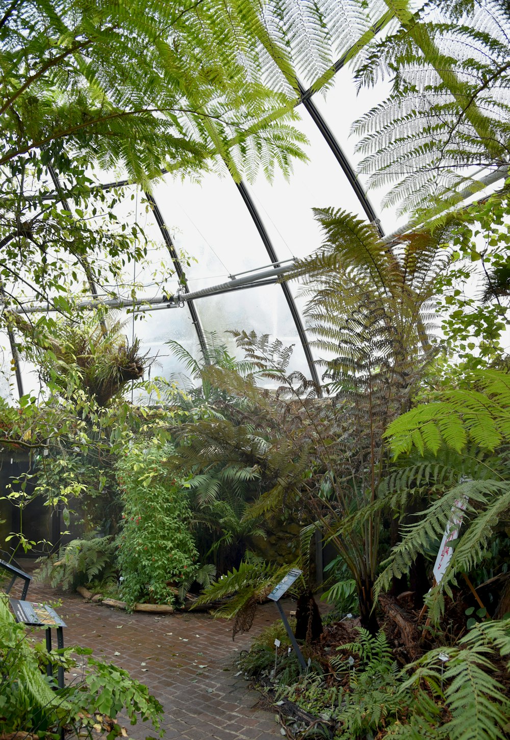 green leaf plants inside greenhouse