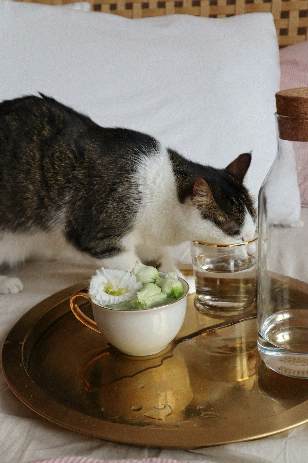 white and black cat on white ceramic bowl