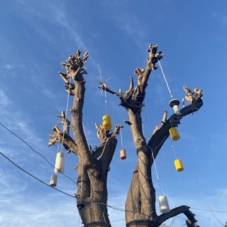A leafless tree with multiple pruned branches stands against a clear blue sky. Hanging from its branches are several cylindrical objects in various colors, including yellow, white, and orange. Some appear to be light fixtures or decorative items attached with wires.