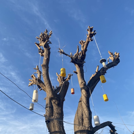 A leafless tree with multiple pruned branches stands against a clear blue sky. Hanging from its branches are several cylindrical objects in various colors, including yellow, white, and orange. Some appear to be light fixtures or decorative items attached with wires.