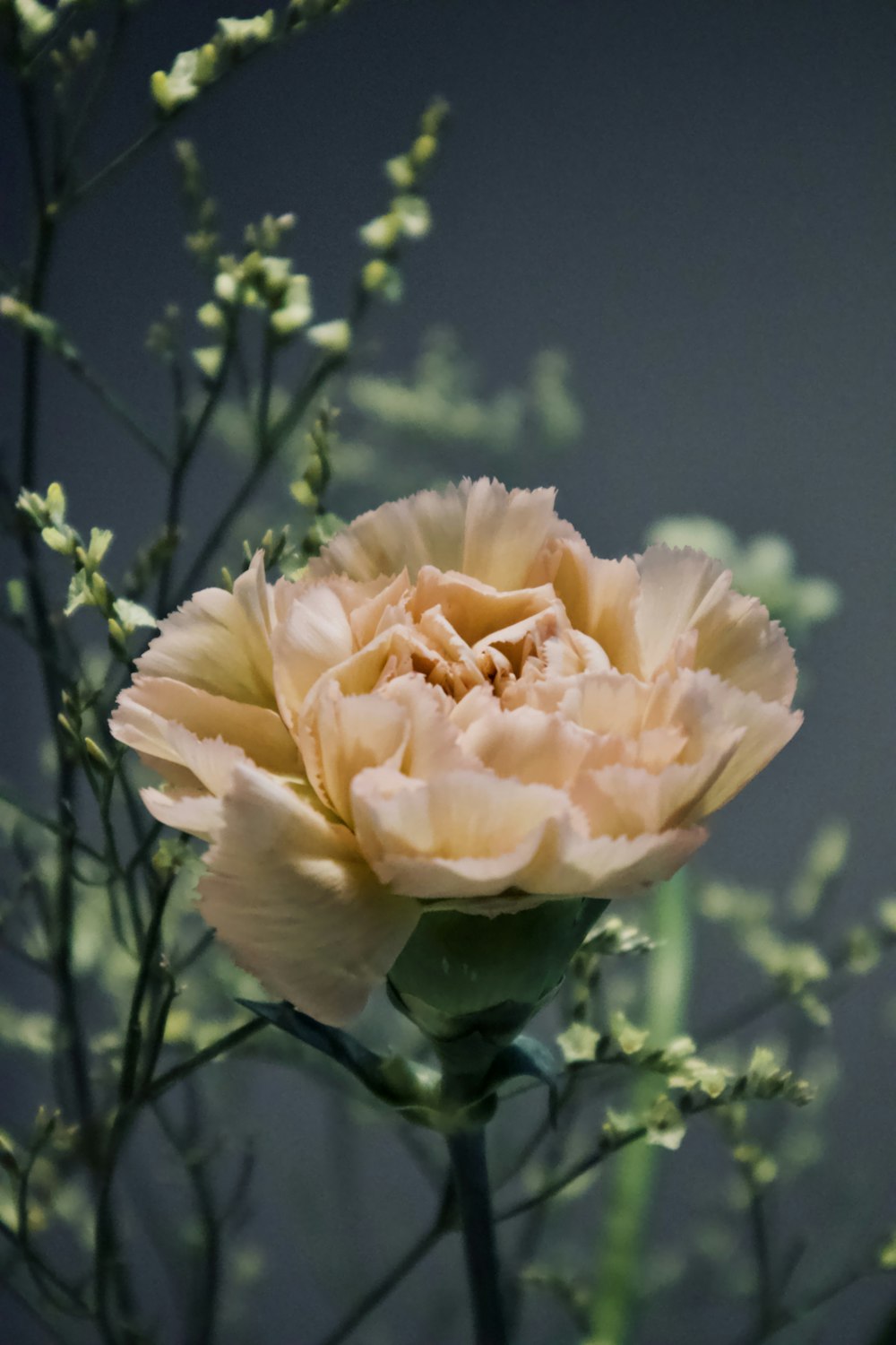 yellow rose in bloom during daytime