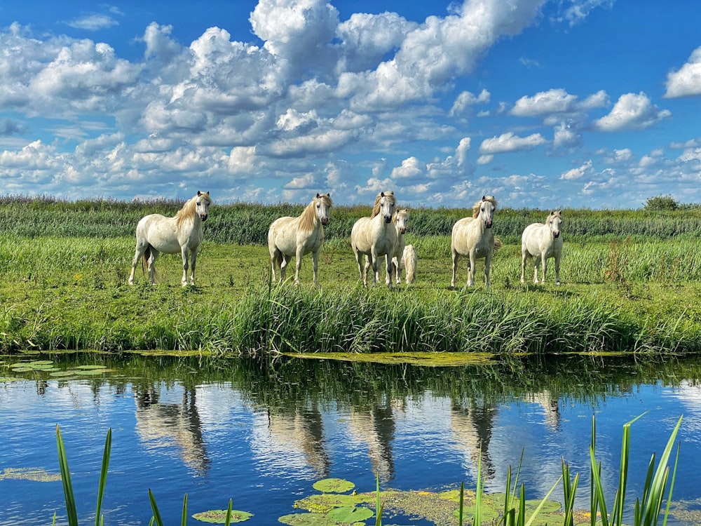 昼間の青と白の曇り空の下、緑の芝生に羊の群れ