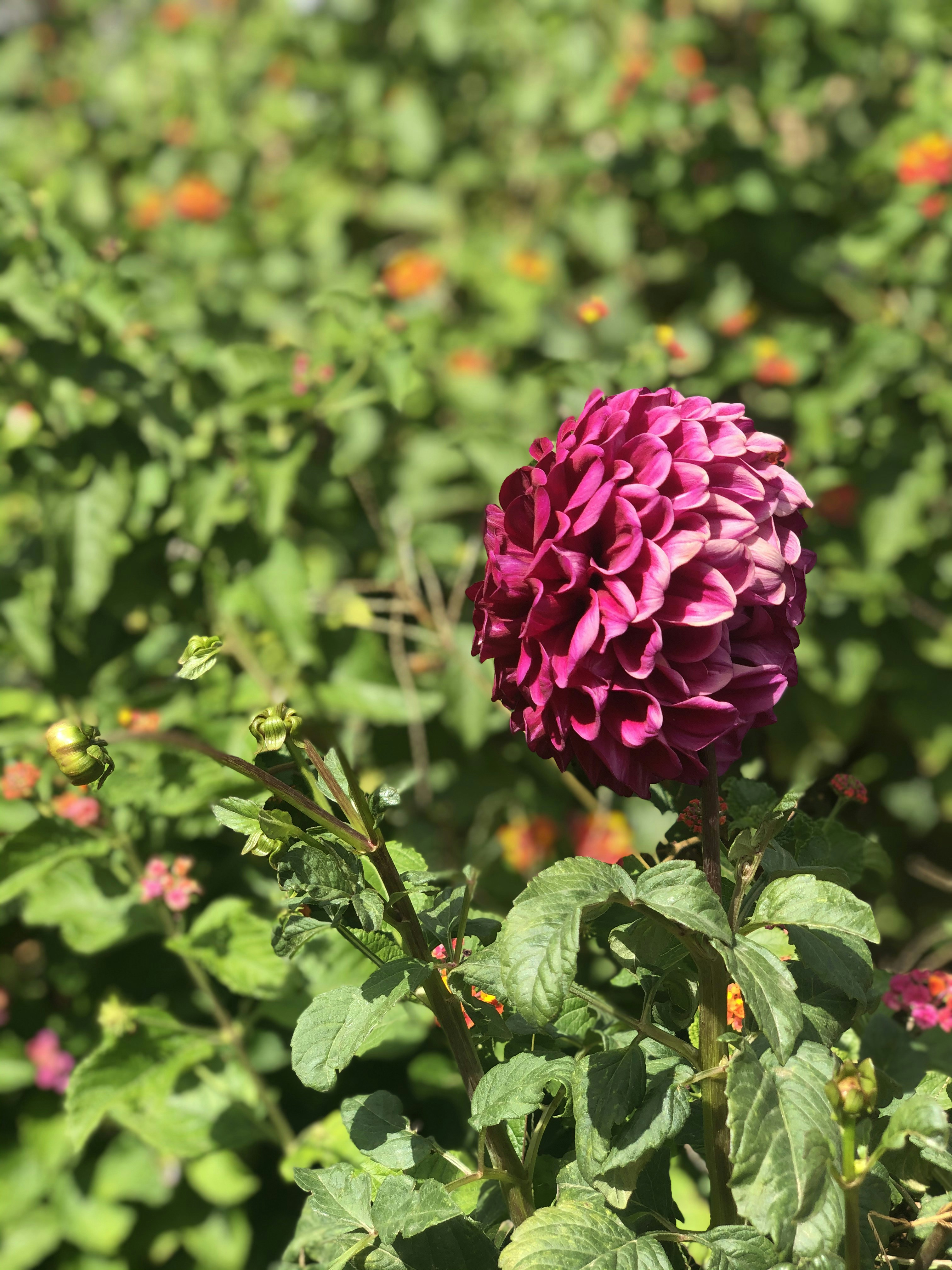 pink flower in tilt shift lens