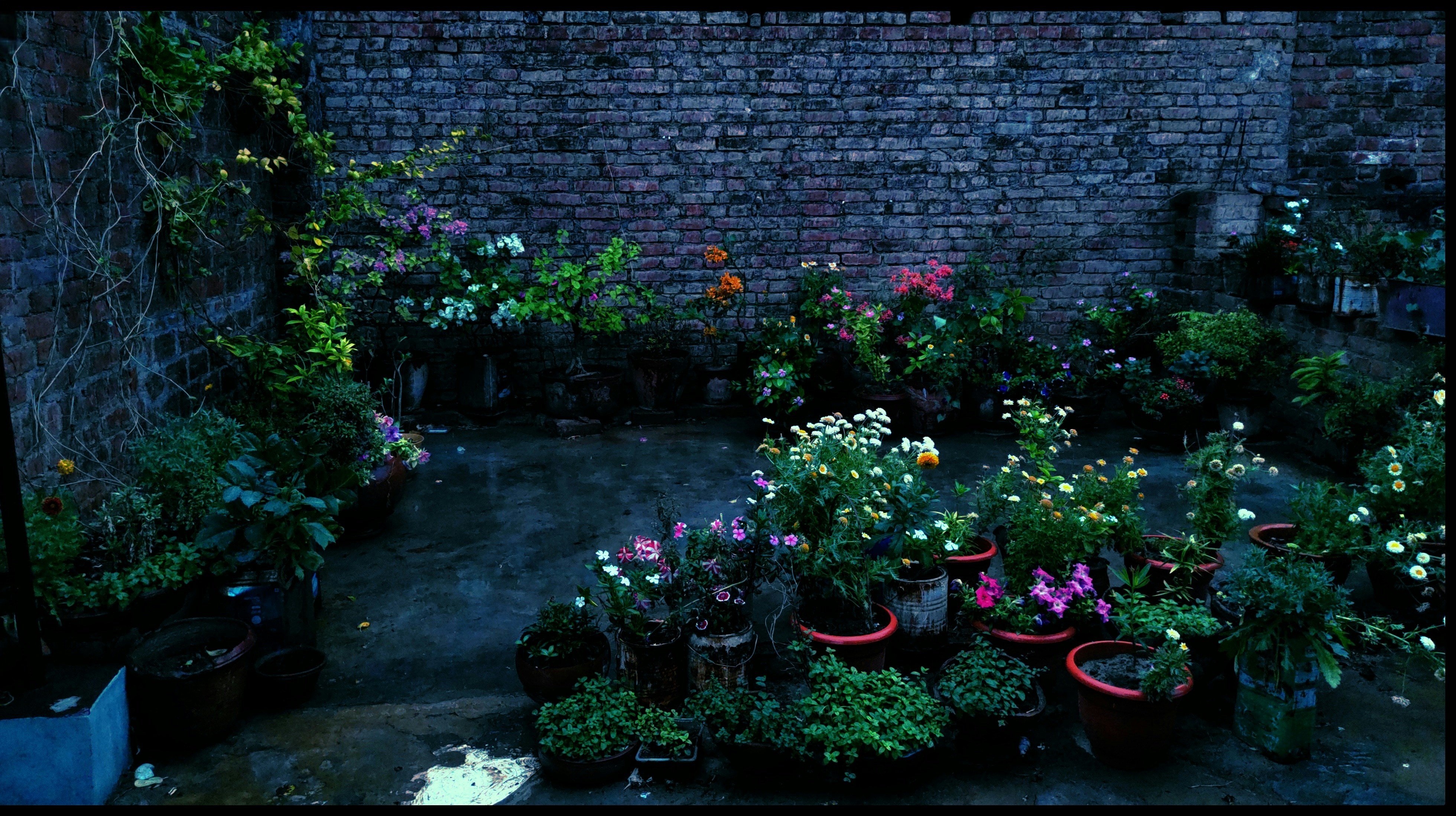 Jardim bem cuidado com diversas plantas
