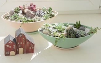 green and white ceramic bowl with green and white plant