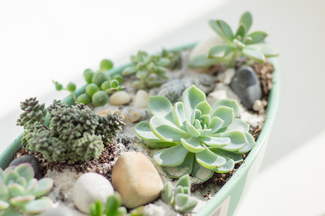 ice plant jade, succulent plant, green and white plant on white ceramic bowl
