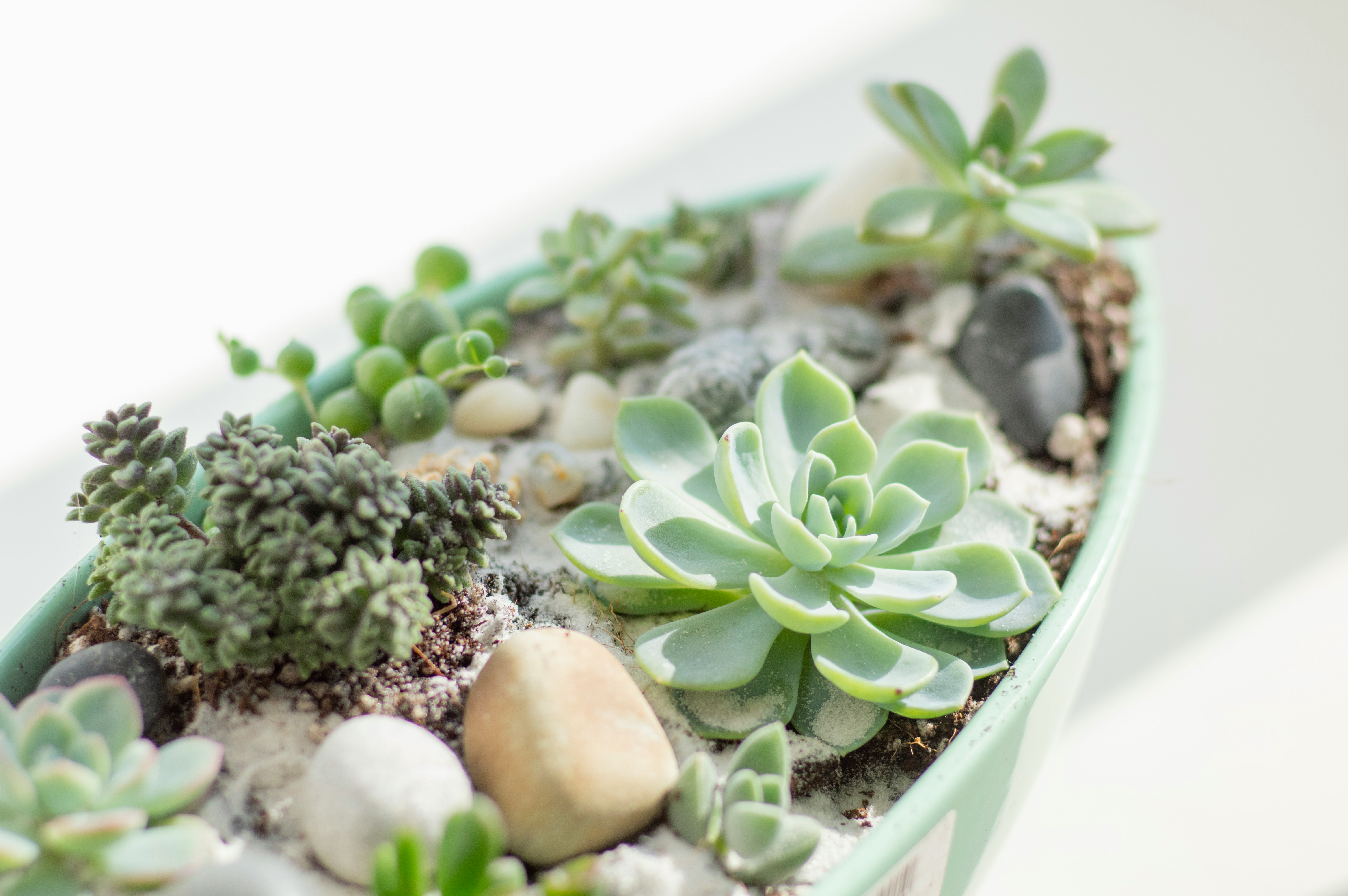 green and white plant on white ceramic bowl