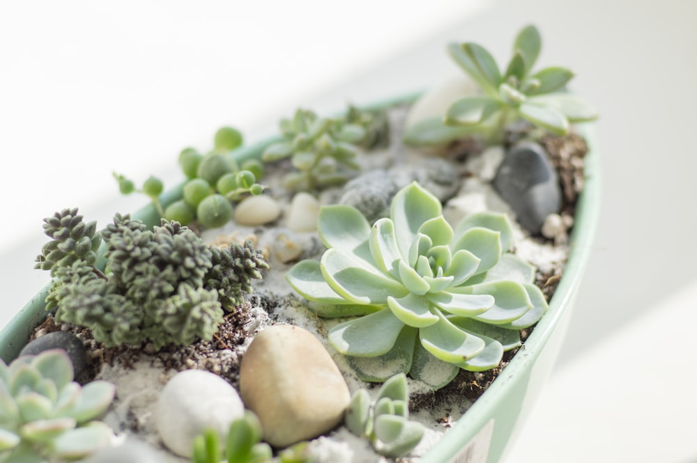 green and white plant on white ceramic bowl