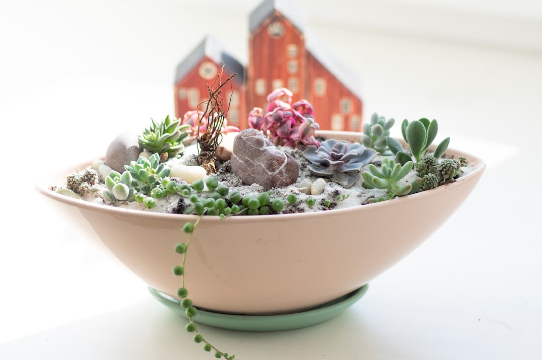 white and green succulent plant in white ceramic bowl