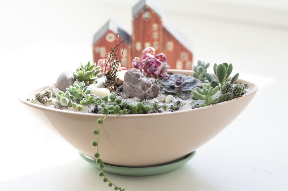 white and green succulent plant in white ceramic bowl