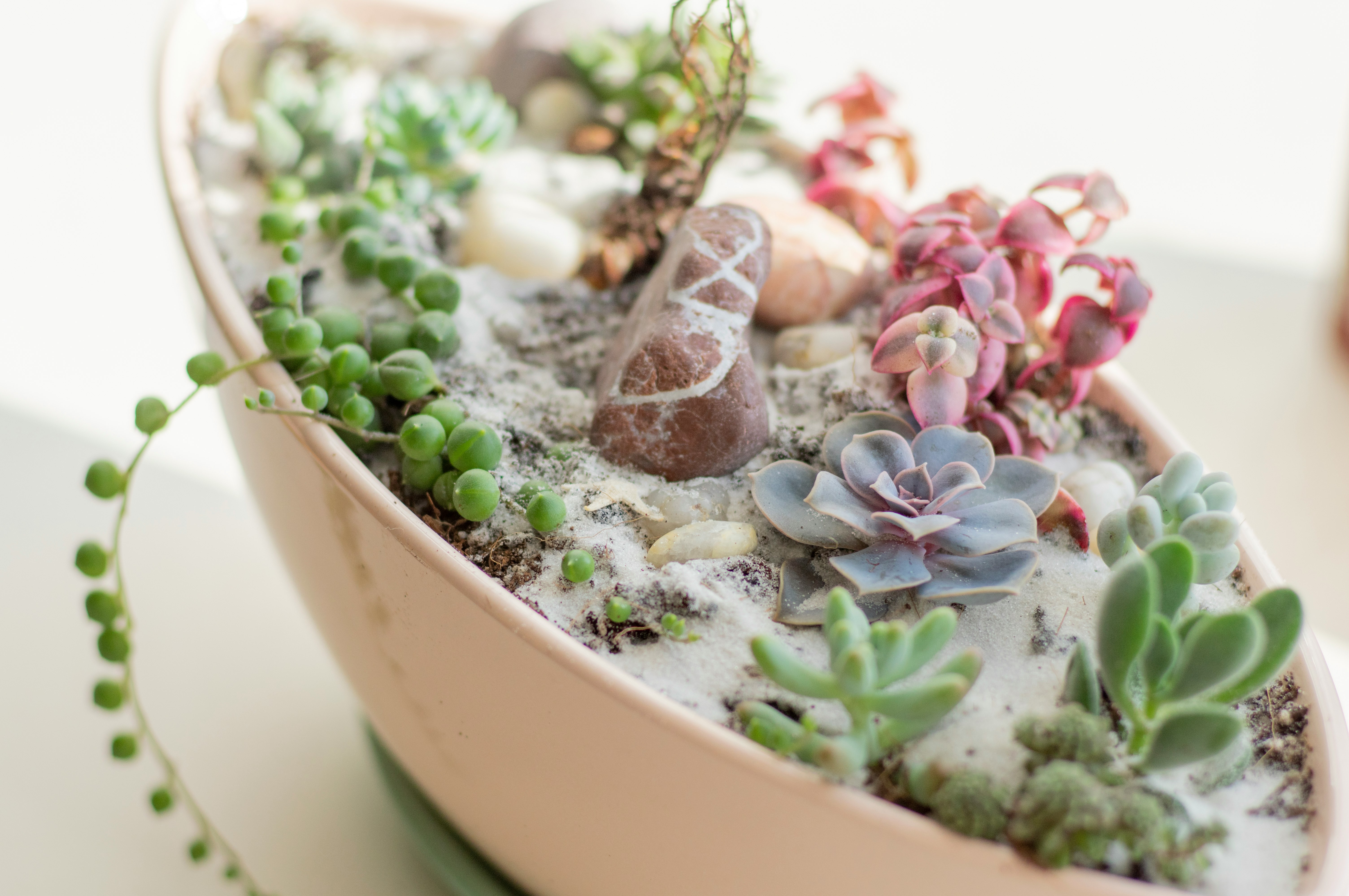 white and pink flowers on white ceramic bowl