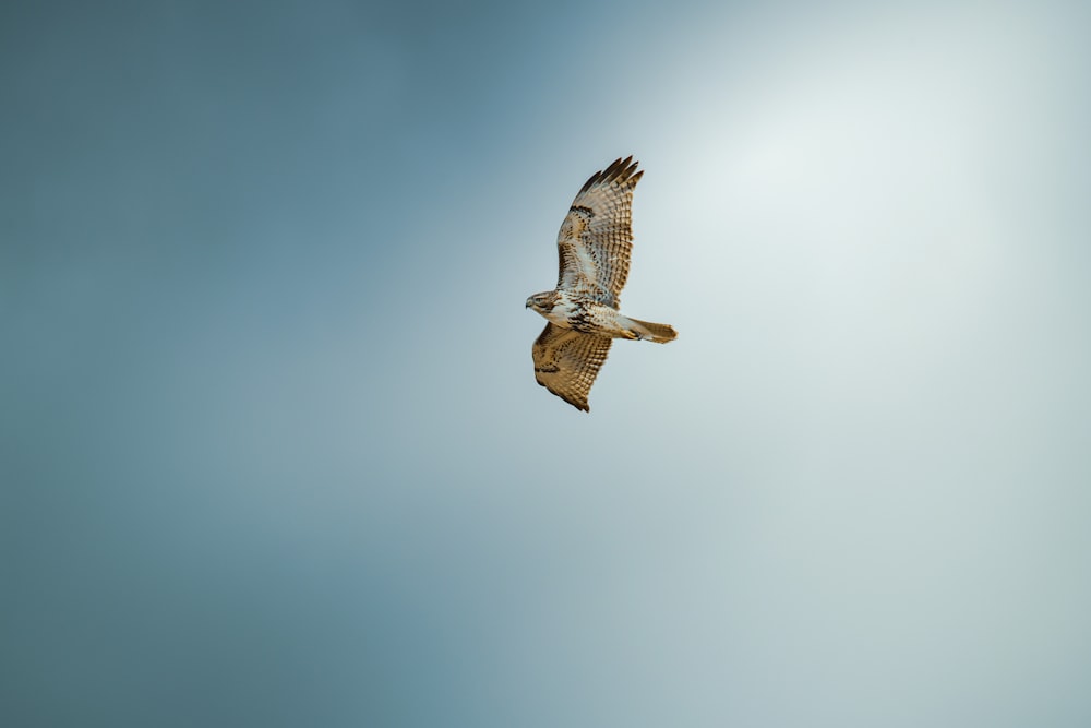 brown and white bird flying