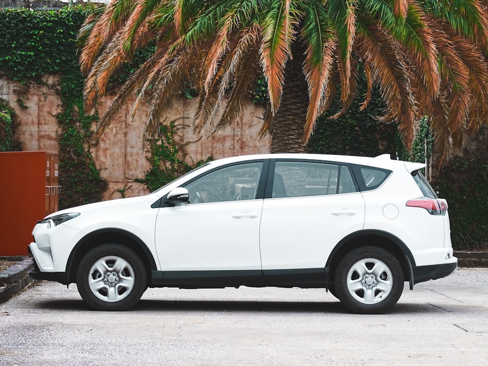 SUV blanco estacionado cerca de Palm Tree durante el día