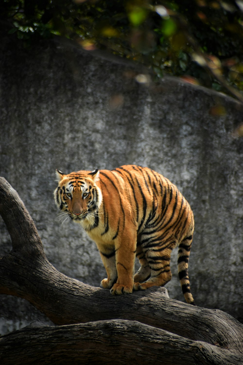 brown and black tiger on brown tree branch