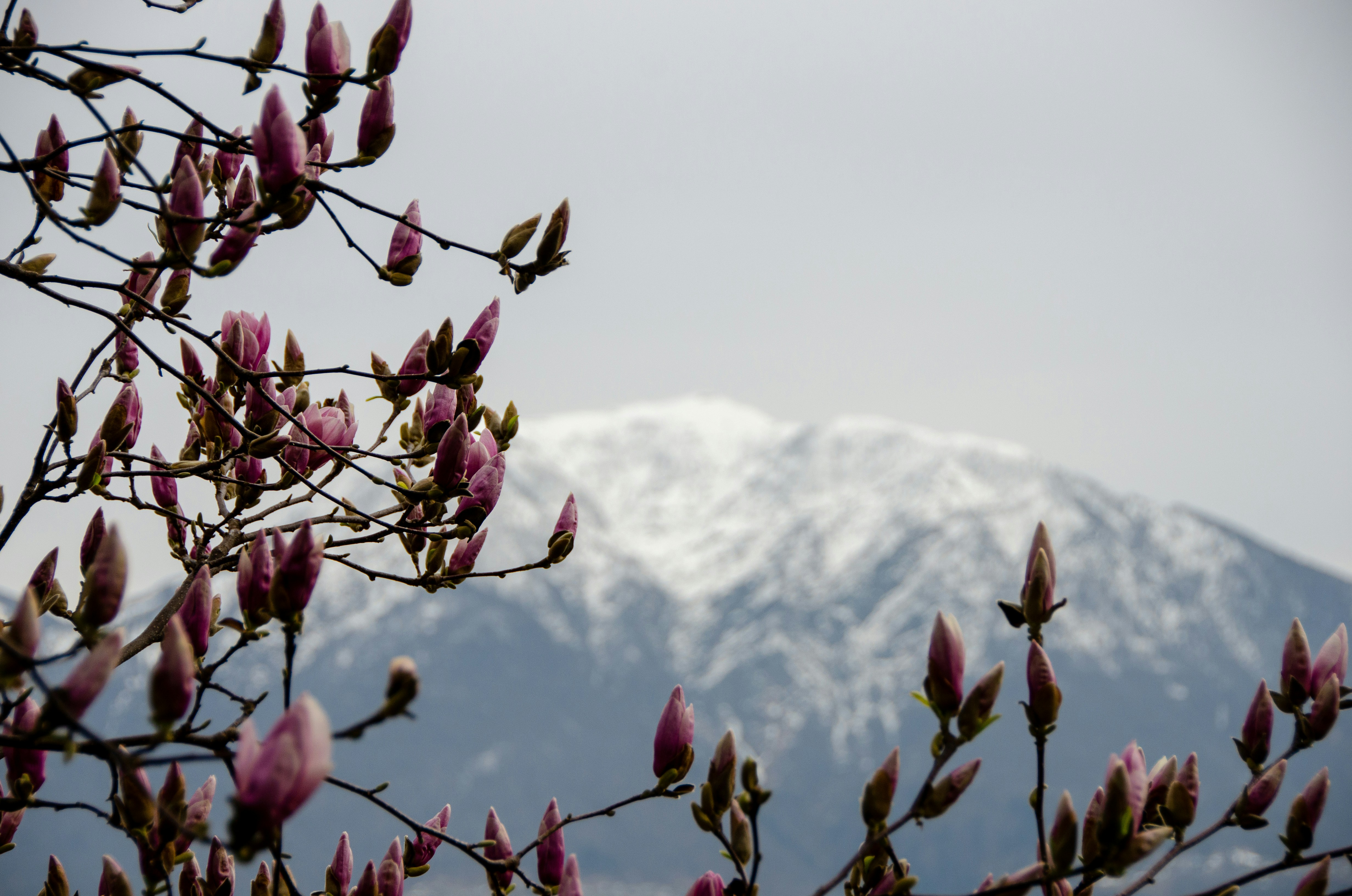Stop image for San Francisco to Mount Shasta: 3-Day Scenic Nature Escape - red flower buds with snow covered mountain in the distance -  in Pacific Northwest & West Coast - Photo by Nadine Marfurt on Unsplash