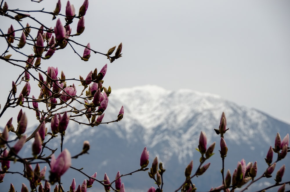 rote Blütenknospen mit schneebedecktem Berg in der Ferne